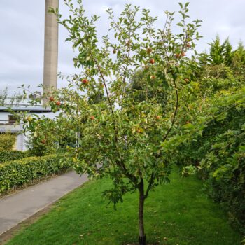 An apple tree in front of an industrial building